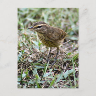 Cartão postal de Foto Vero Bird