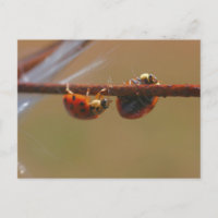 Cartão postal de fotografia da natureza de joaninh