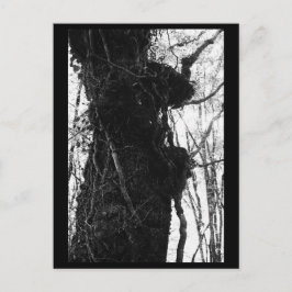 Cartão Postal de Fotografia de Árvore