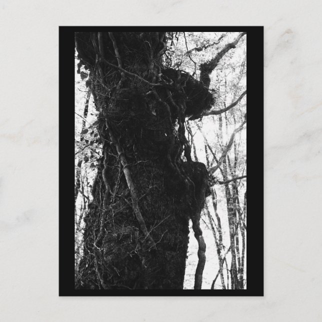 Cartão Postal de Fotografia de Árvore (Frente)