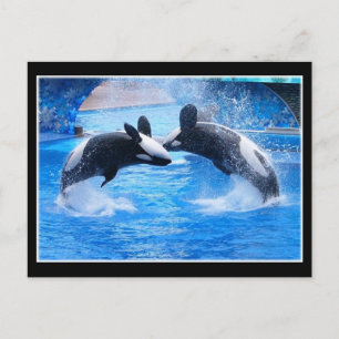 Cartão postal de fotografia de baleia