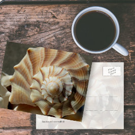 Cartão postal de fotografia de concha de búzio rel