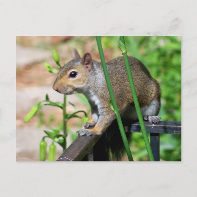 Cartão postal de fotografia de esquilo cinza (Frente)