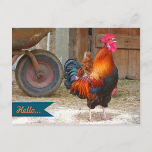 Cartão postal de fotografia de galo de terreiro am