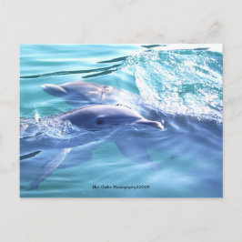 Cartão postal de fotografia de golfinhos bonitos