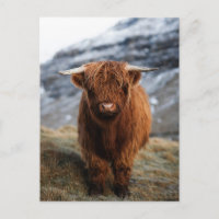 Cartão postal de Fotografia do Scottish Highland C