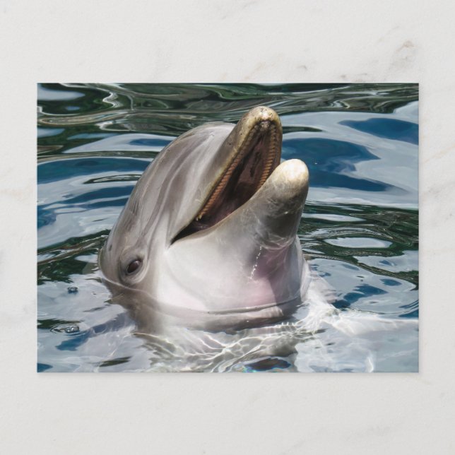CARTÃO POSTAL DE FOTOGRAFIA EM DOLPHIN (Frente)