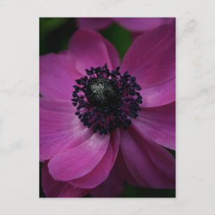 Cartão postal de fotografia floral Coração Preto 2