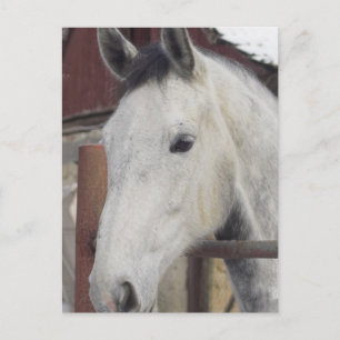 Cartão postal de fotos de cavalos árabes brancos