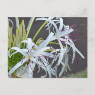 Cartão Postal de Fragrância Floral