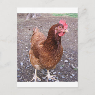 Cartão postal de frango