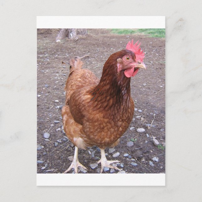 Cartão postal de frango (Frente)