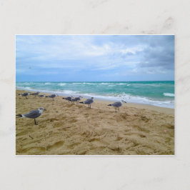 Cartão postal de gaivota