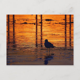Cartão postal de gaivota colorida ao pôr do sol