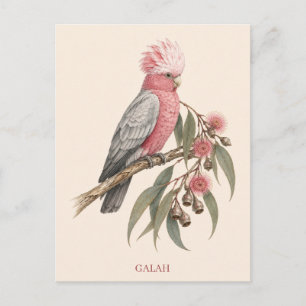 Cartão Postal de Galah Edição Bush