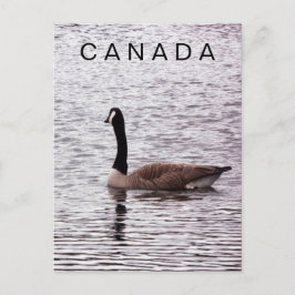 Cartão postal de ganso-do-canadá no lago