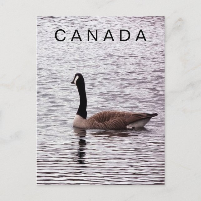 Cartão postal de ganso-do-canadá no lago (Frente)