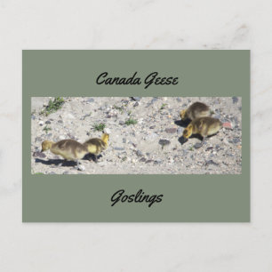 Cartão Postal de Gansos-do-Canadá Filhotes