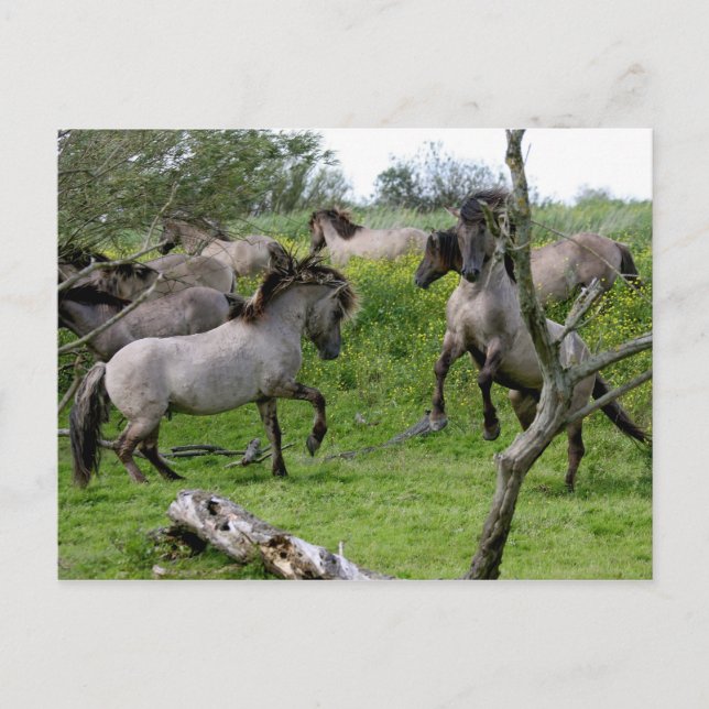 cartão postal de garanhões lutando (Frente)