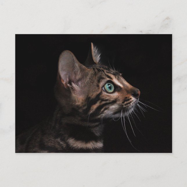 cartão postal de gatinho (Frente)