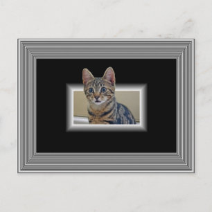 CARTÃO POSTAL DE GATINHO 3D