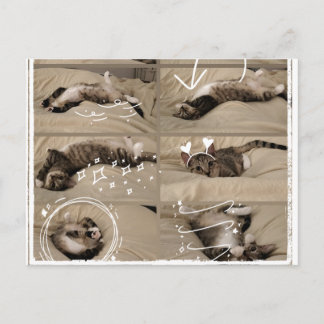 Cartão Postal de Gatinho Adorável