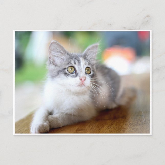 Cartão postal de gatinho cinza e branco fofo (Frente)