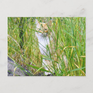 Cartão postal de gatinho de espiã-a-boo