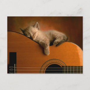 cartão postal de gatinho em guitarra