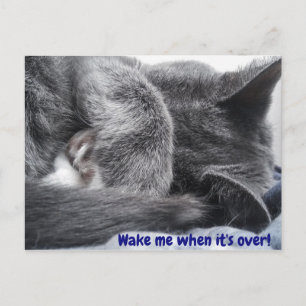 Cartão postal de gatinho enrolado