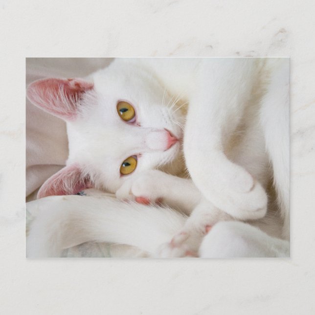 cartão postal de gatinho fofo (Frente)