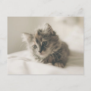 Cartão postal de gatinho fofo