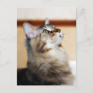 Cartão Postal de Gatito - Gato Maine Coon