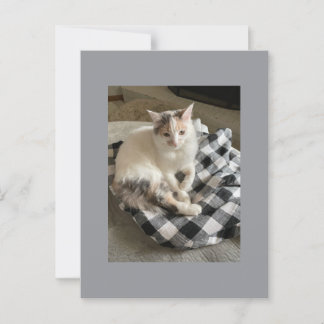 Cartão postal de gato
