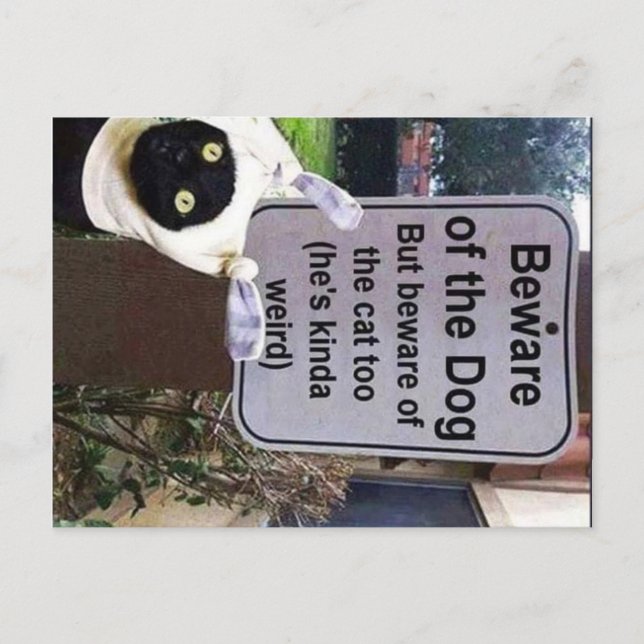 cartão postal de gato (Frente)