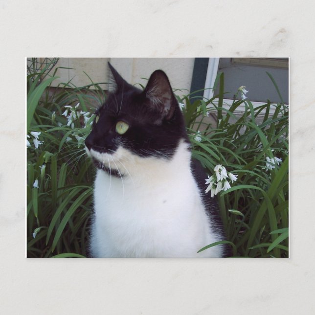 cartão postal de gato (Frente)