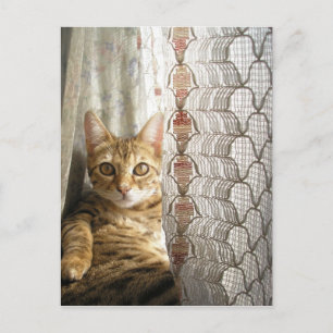 Cartão postal de Gato Bengala