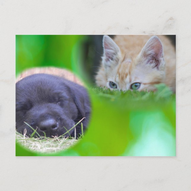 Cartão postal de gato e cachorro (Frente)