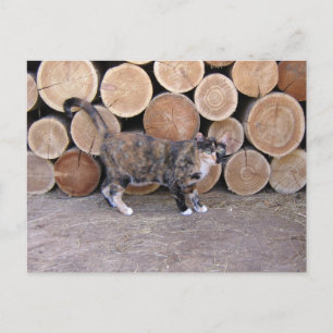 Cartão postal de gato e pilha de lenha