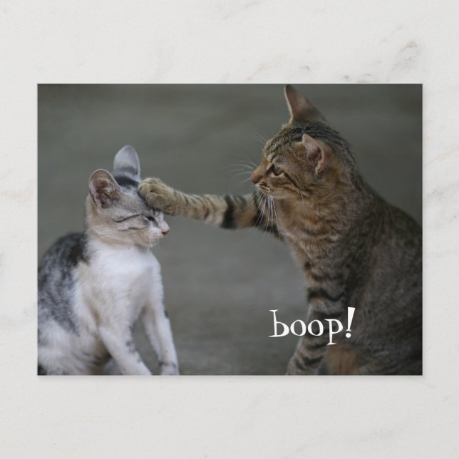 Cartão postal de gato engraçado Boop (Frente)