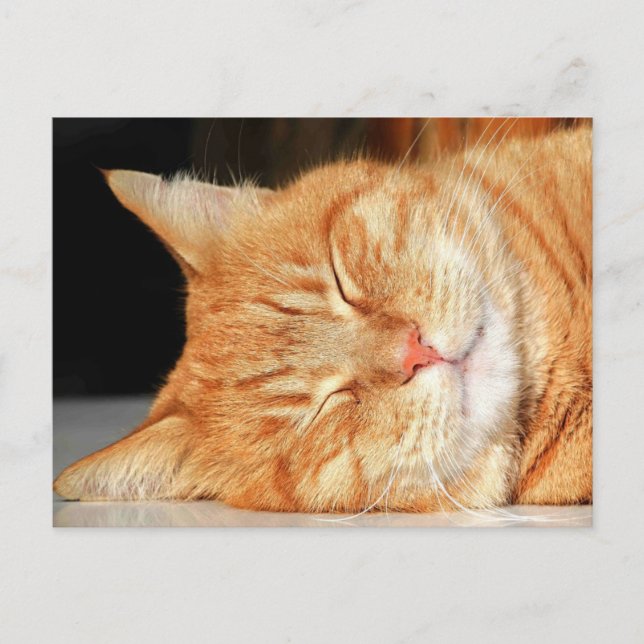 Cartão postal de gato laranja (Frente)