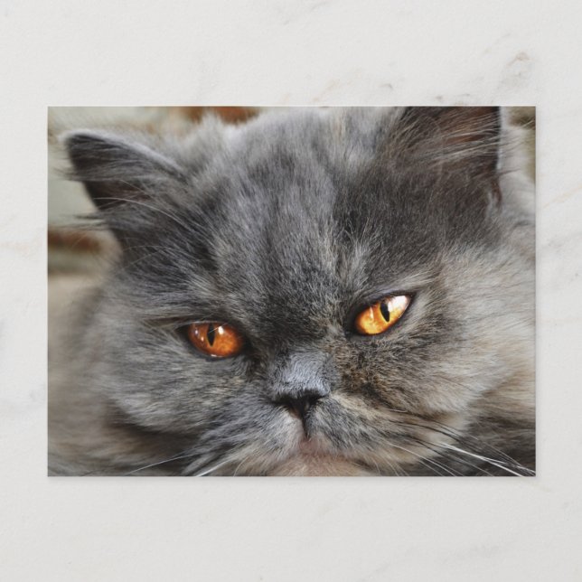 Cartão postal de gato não perturbado (Frente)