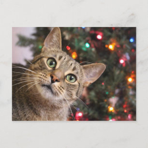 Cartão postal de gato natalino