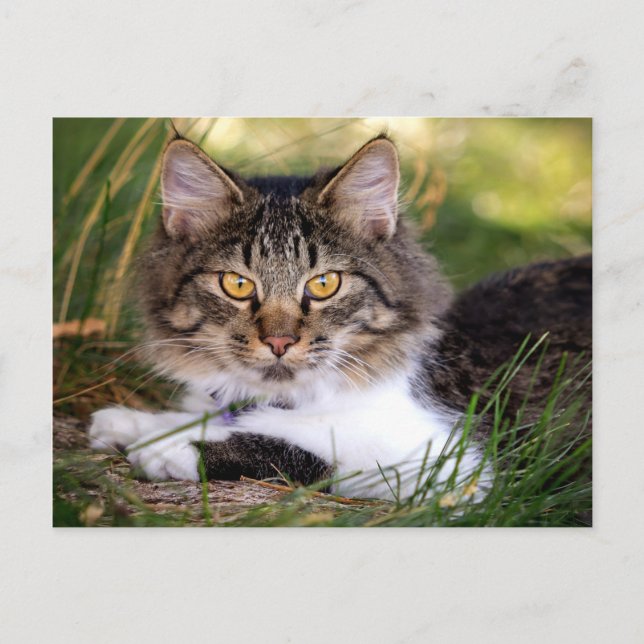 cartão postal de gato natural (Frente)