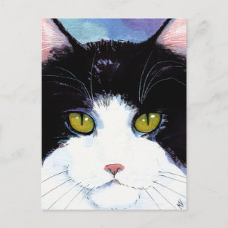 Cartão postal de gato preto e branco Maine Coon