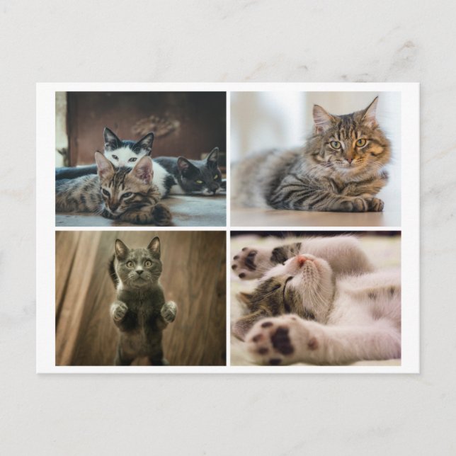 CARTÃO POSTAL DE GATOS ELEGANTES (Frente)