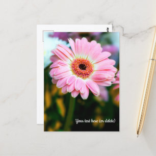 Cartão Postal de Gerbera Rosa