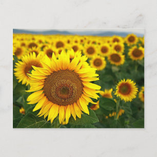 Cartão Postal de Girassóis de Verão