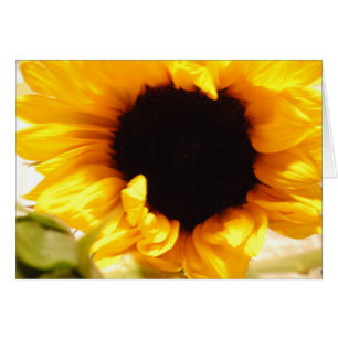 Cartão postal de girassol amarelo