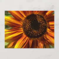 Cartão postal de girassol vermelho e amarelo